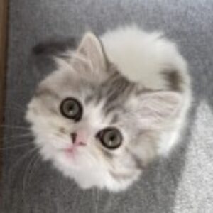 Profile photo of airi arai